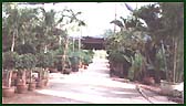 Thaising Tropical Plants Nursery