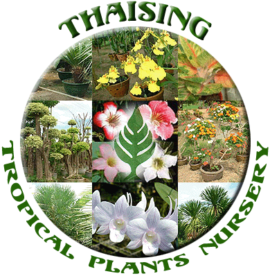 Thaising Tropical Plants Nursery, Bangkok, Thailand